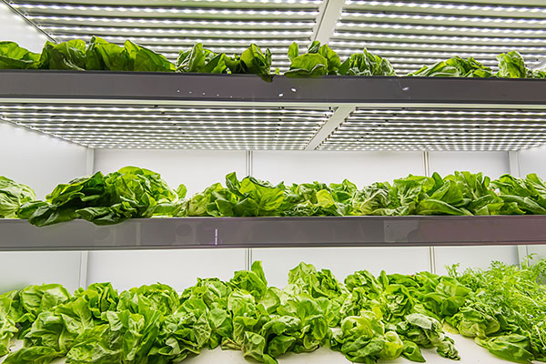 Figure 02 - Solid State Lighting to grow vegetables in indoor farming (source PRBX / asharkyu-Shutterstock)