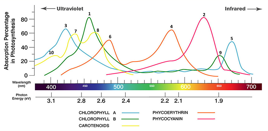 Figure 03 - The light spectrum to grow plants and vegetables typically starts at 450 nm (blue light) and goes through 730 nm (far red) (source PRBX)