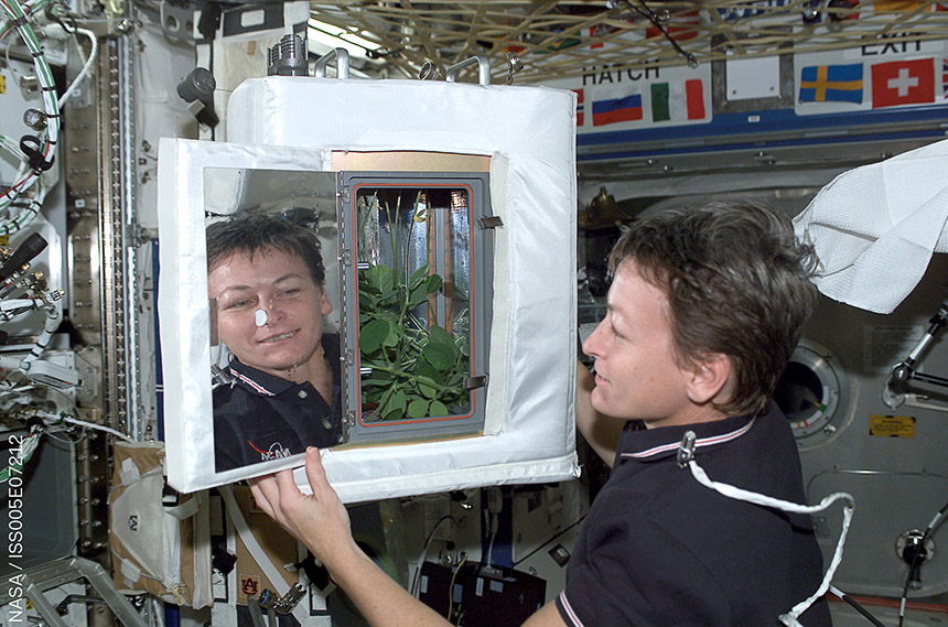 Figure 06 - NASA astronaut Peggy Whitson looks at the Advanced Astroculture Soybean plant growth experiment (Source: PRBX/NASA)
